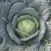 savoy cabbage firensa 4222 low resolution SQ 900x900 1