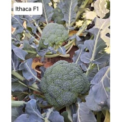 Μπρόκολο Ithaca F1 | 2500 Σπόρων