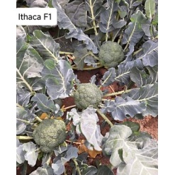 Alternative view of Μπρόκολο Ithaca F1 | 2500 Σπόρων