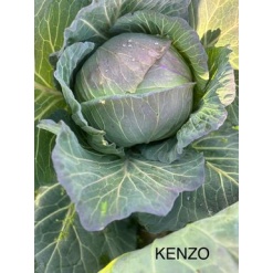 Λάχανο Πρώιμο kenzo F1 | 2500 Σπόρων