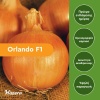 Κρεμμύδι Άσπρο Μικρής Ημέρας Orlando F1 | 100.000 Σπόρων - Image 2