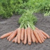 carrots 16228 low resolution SQ 900x900 1