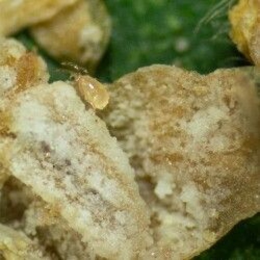 ANDERbio (Amblyseius adersoni)