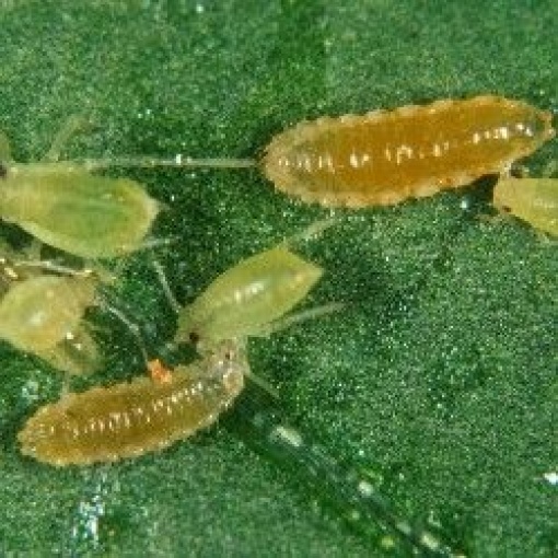 APHIDObio(Aphidoletes aphidimyza) κατά των Αφίδων
