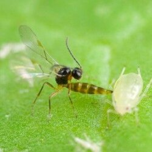 APHIbio(Aphidius colemani) κατά των Αφίδων