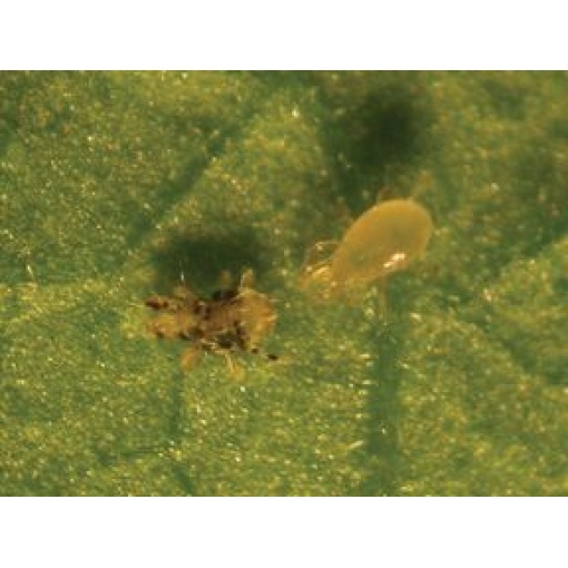 ANDERbio (Amblyseius adersoni) 2 ANDERbio (Amblyseius adersoni) - Image 2