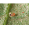 ANDERbio (Amblyseius adersoni) 6 ANDERbio (Amblyseius adersoni) - Image 3