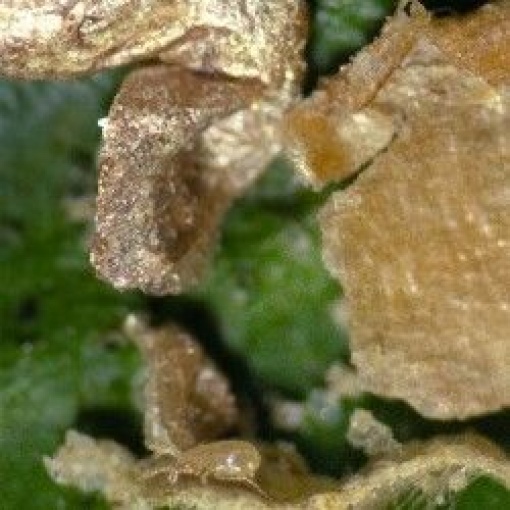 CALIbio(Amblyseius californicus) κατά των Τετρανύχων