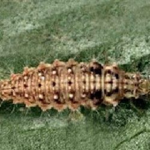 CHRYSObio(Chrysoperla carnea) κατά Αφίδων, Αλευρώδη και Θρίπα