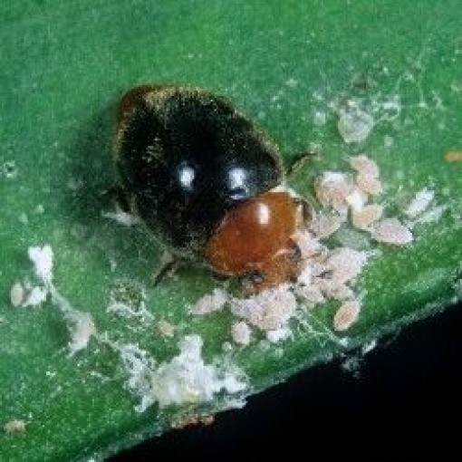 CRYPbio(Cryptolaemus montrouzieri) κατά του Ψευδόκοκκου