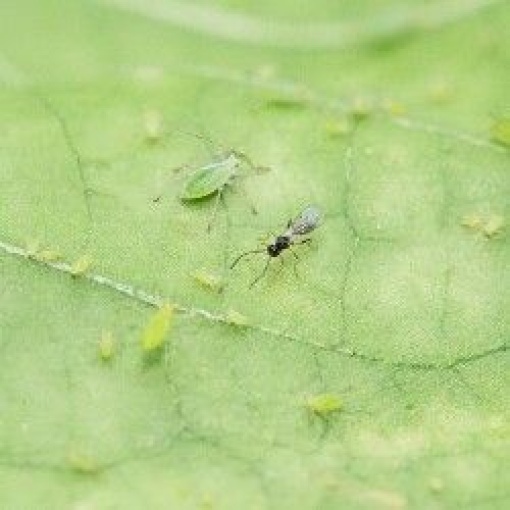 ERVIbio (Aphidius ervi) κατά των Αφίδων
