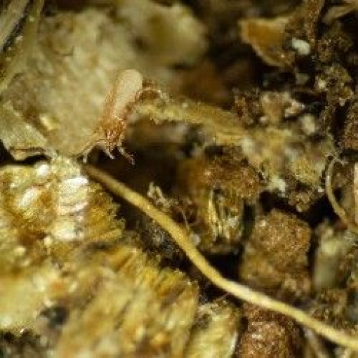 HYPObio(Stratiolaelaps scimitus) κατά των Σκιαρίδων