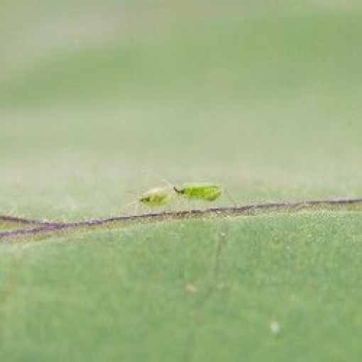 MACRObio(Macrolophus caliginosus) κατά της Τούτα και Αλευρώδη