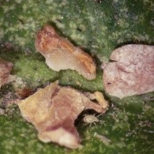 MONTbio(Transeius mondorensis) κατά Θρίπα, Αλευρώδη, Ακάρεων
