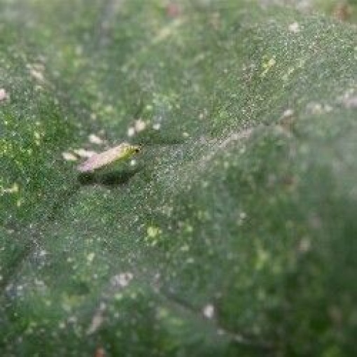 NESIbio (Nesidiocoris tenuis) κατά της Τούτα ,Αλευρώδη και Θρίπα