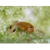 CALIbio(Amblyseius californicus) κατά των Τετρανύχων - Image 3