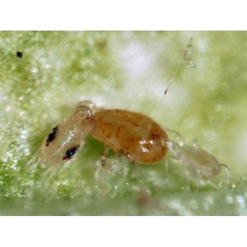 CALIbio(Amblyseius californicus) κατά των Τετρανύχων - Image 3