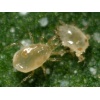 CUCUbio κατά του Θρίπα - Image 3