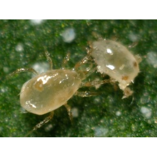 CUCUbio κατά του Θρίπα - Image 3