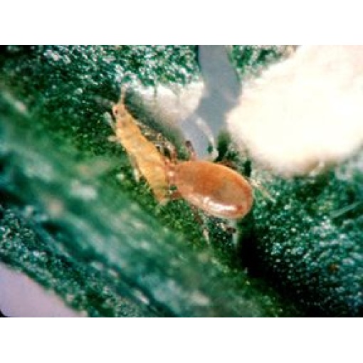 CUCUbio κατά του Θρίπα - Image 4