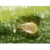 CUCUbio κατά του Θρίπα - Image 5