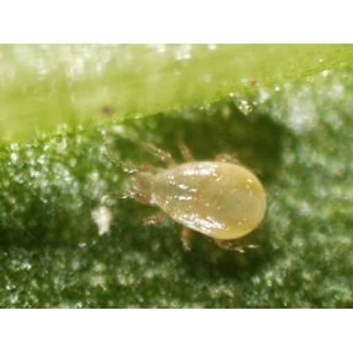 CUCUbio κατά του Θρίπα - Image 5