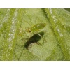 NESIbio (Nesidiocoris tenuis) κατά της Τούτα ,Αλευρώδη και Θρίπα 5 NESIbio (Nesidiocoris tenuis) κατά της Τούτα ,Αλευρώδη και Θρίπα - Image 2
