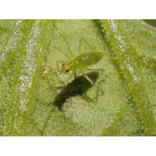 NESIbio (Nesidiocoris tenuis) κατά της Τούτα ,Αλευρώδη και Θρίπα 2 NESIbio (Nesidiocoris tenuis) κατά της Τούτα ,Αλευρώδη και Θρίπα - Image 2