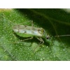 NESIbio (Nesidiocoris tenuis) κατά της Τούτα ,Αλευρώδη και Θρίπα 6 NESIbio (Nesidiocoris tenuis) κατά της Τούτα ,Αλευρώδη και Θρίπα - Image 3