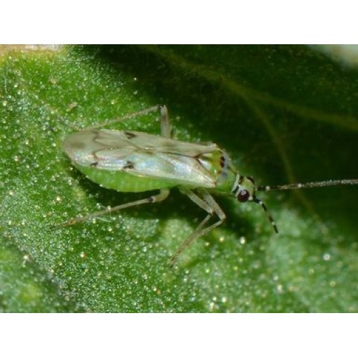 NESIbio (Nesidiocoris tenuis) κατά της Τούτα ,Αλευρώδη και Θρίπα 3 NESIbio (Nesidiocoris tenuis) κατά της Τούτα ,Αλευρώδη και Θρίπα - Image 3