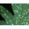 NESIbio (Nesidiocoris tenuis) κατά της Τούτα ,Αλευρώδη και Θρίπα 7 NESIbio (Nesidiocoris tenuis) κατά της Τούτα ,Αλευρώδη και Θρίπα - Image 4