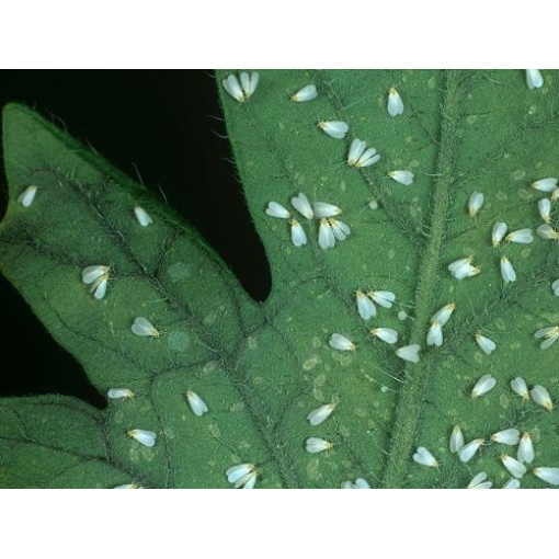 NESIbio (Nesidiocoris tenuis) κατά της Τούτα ,Αλευρώδη και Θρίπα 4 NESIbio (Nesidiocoris tenuis) κατά της Τούτα ,Αλευρώδη και Θρίπα - Image 4