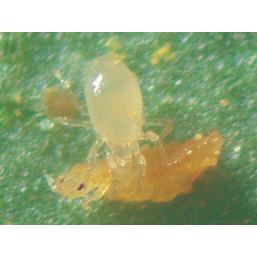 MONTbio(Transeius mondorensis) κατά Θρίπα, Αλευρώδη, Ακάρεων 4 MONTbio(Transeius mondorensis) κατά Θρίπα, Αλευρώδη, Ακάρεων - Image 4