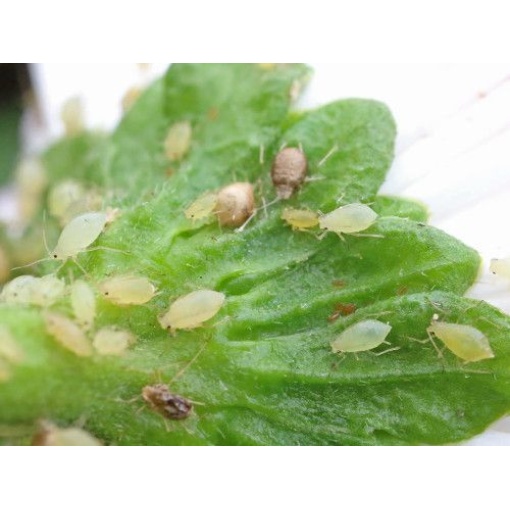 APHIbio(Aphidius colemani) κατά των Αφίδων - Image 2
