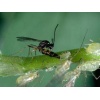 APHIbio(Aphidius colemani) κατά των Αφίδων - Image 3