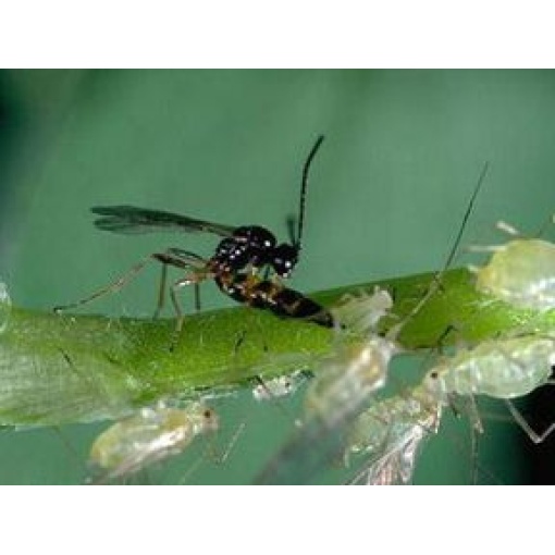 APHIbio(Aphidius colemani) κατά των Αφίδων - Image 3
