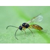 APHIbio(Aphidius colemani) κατά των Αφίδων - Image 4