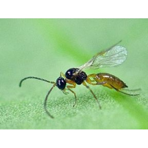 APHIbio(Aphidius colemani) κατά των Αφίδων - Image 4