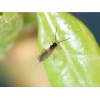 CHRYSObio(Chrysoperla carnea) κατά Αφίδων, Αλευρώδη και Θρίπα 6 CHRYSObio(Chrysoperla carnea) κατά Αφίδων, Αλευρώδη και Θρίπα - Image 3