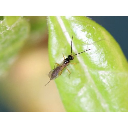 APHIbio(Aphidius colemani) κατά των Αφίδων - Image 5