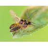 APHIbio(Aphidius colemani) κατά των Αφίδων - Image 6