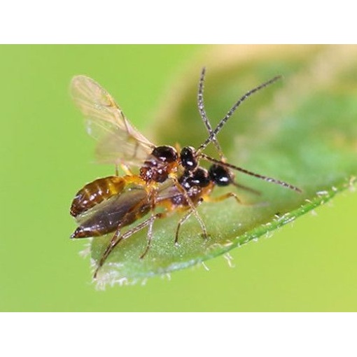 APHIbio(Aphidius colemani) κατά των Αφίδων - Image 6
