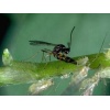 ERVIbio (Aphidius ervi) κατά των Αφίδων 4 ERVIbio (Aphidius ervi) κατά των Αφίδων - Image 2