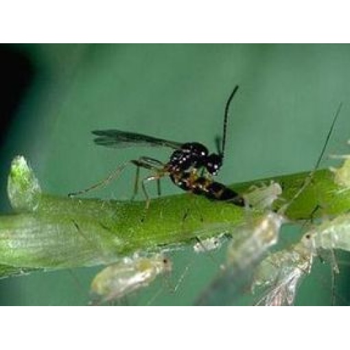 ERVIbio (Aphidius ervi) κατά των Αφίδων 2 ERVIbio (Aphidius ervi) κατά των Αφίδων - Image 2