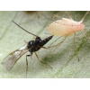 ERVIbio (Aphidius ervi) κατά των Αφίδων 5 ERVIbio (Aphidius ervi) κατά των Αφίδων - Image 3
