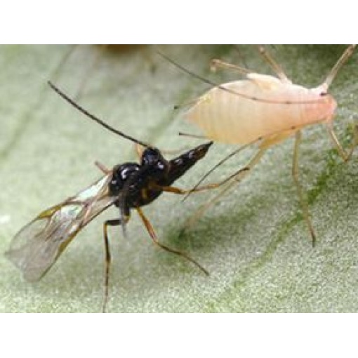 ERVIbio (Aphidius ervi) κατά των Αφίδων 3 ERVIbio (Aphidius ervi) κατά των Αφίδων - Image 3