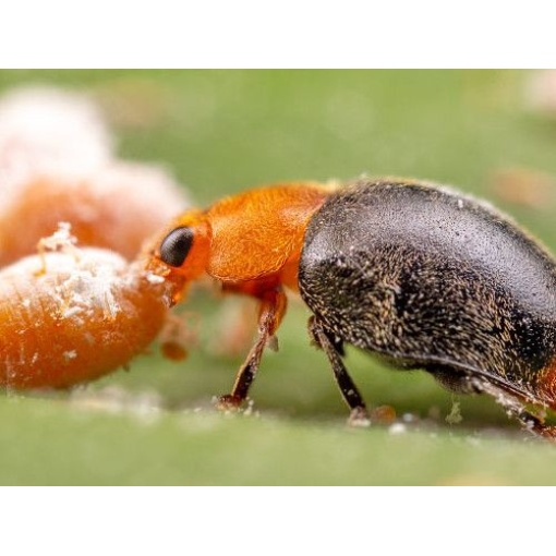 CRYPbio(Cryptolaemus montrouzieri) κατά του Ψευδόκοκκου 2 CRYPbio(Cryptolaemus montrouzieri) κατά του Ψευδόκοκκου - Image 2