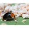 CRYPbio(Cryptolaemus montrouzieri) κατά του Ψευδόκοκκου 6 CRYPbio(Cryptolaemus montrouzieri) κατά του Ψευδόκοκκου - Image 3