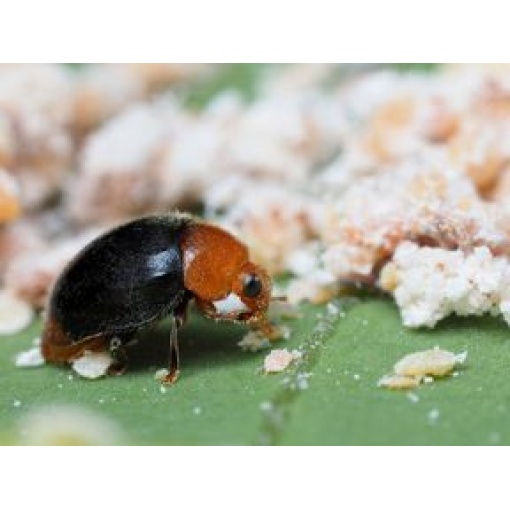 CRYPbio(Cryptolaemus montrouzieri) κατά του Ψευδόκοκκου 3 CRYPbio(Cryptolaemus montrouzieri) κατά του Ψευδόκοκκου - Image 3
