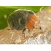 CRYPbio(Cryptolaemus montrouzieri) κατά του Ψευδόκοκκου 7 CRYPbio(Cryptolaemus montrouzieri) κατά του Ψευδόκοκκου - Image 4